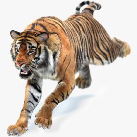 3D Sumatran Tiger Animated (Fur)
